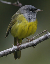 MacGillivray's Warbler