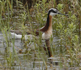 Wilson's Phalarope