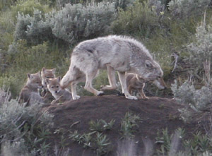 Coyotes with pups