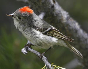 Ruby-crowned Kinglet