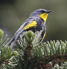 Audubons Warbler