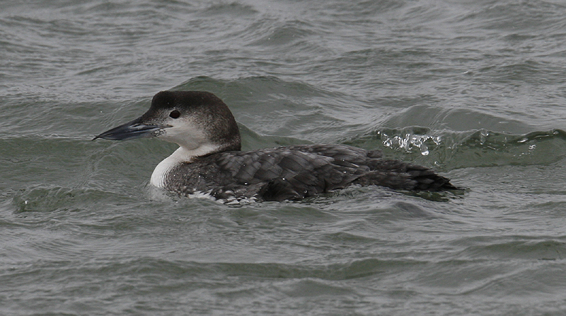 common loon in flight. Common Loon