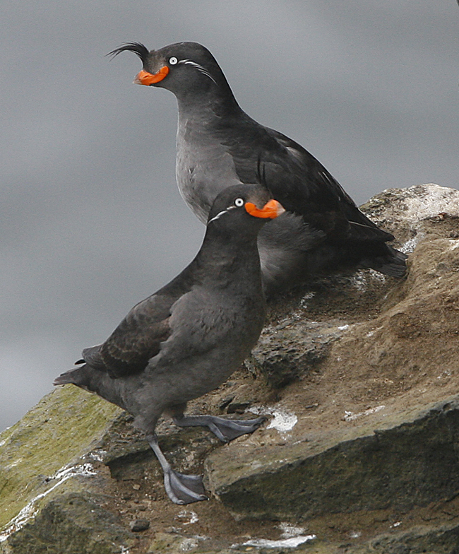 Crested Auklets. 