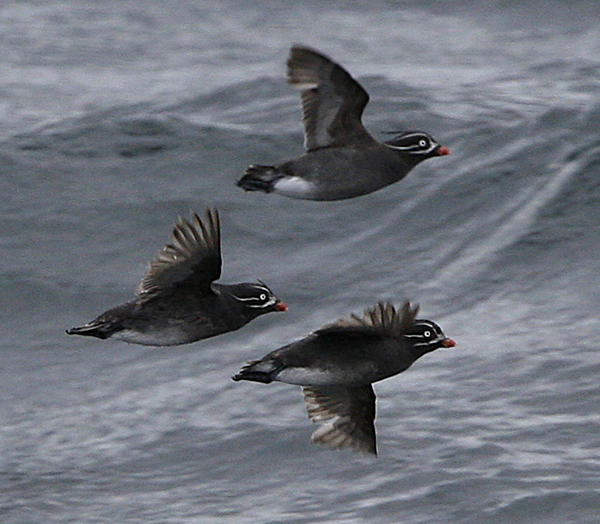 Whiskered Auklets