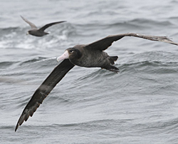 Short-tailed Albatross seen during our Dutch Harbor extension.