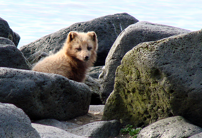 Arctic Fox. Photo by Gina Nichol