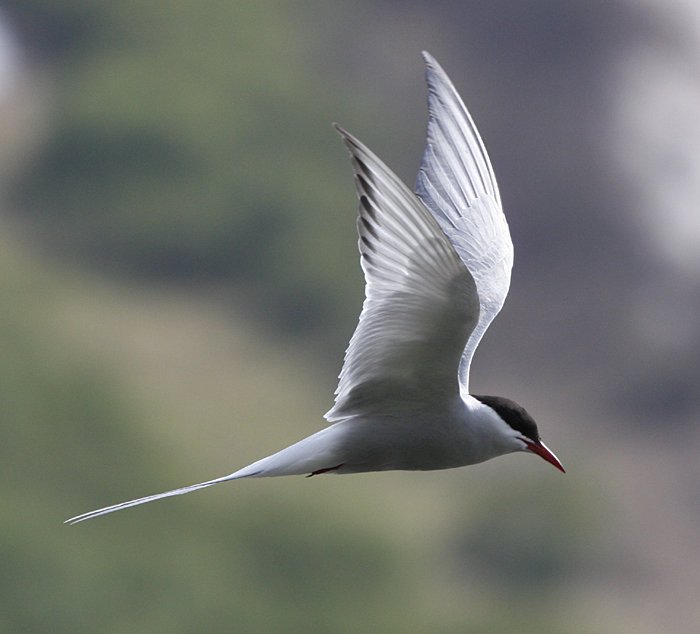 Arctic Tern. Photo  Steve Bird 