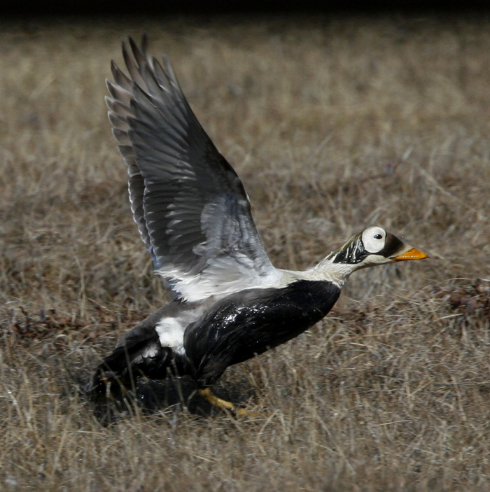 Spectacled Eider. Photo by Steve Bird. 