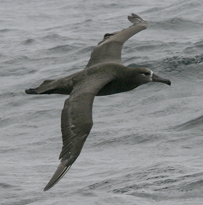 Black-footed Albatross. Black-footed Albatross.