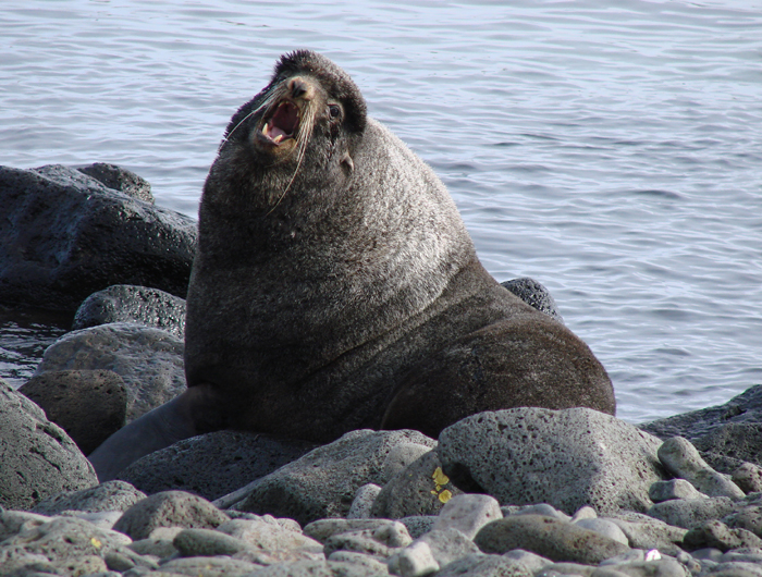 Northern Fur Seal. Photo by Gina Nichol.