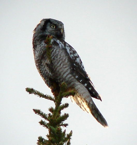 Northern Hawk Owl. Photo by Gina Nichol. 