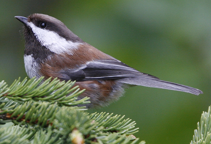 Chestnut-backed Chickadee. Photo by Steve Bird.