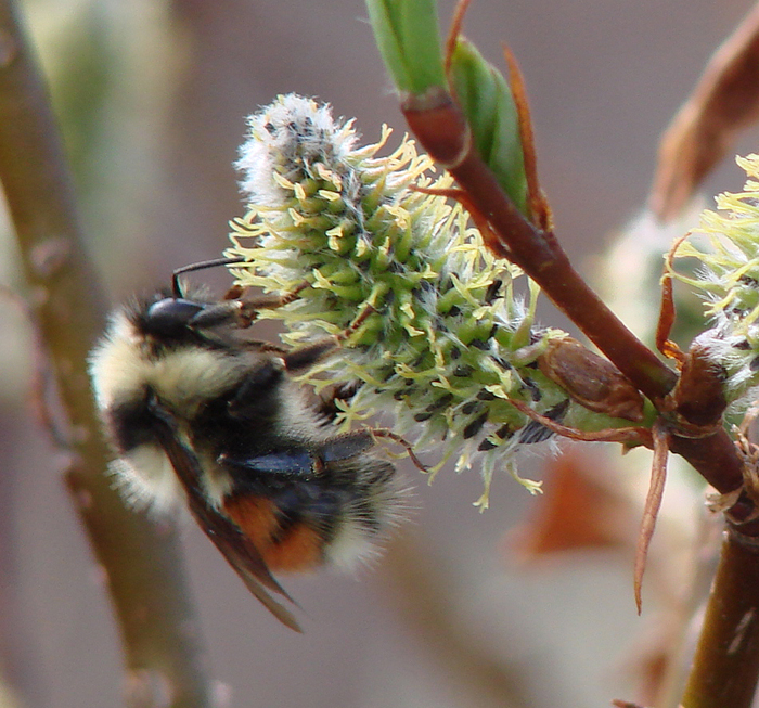 Arctic Bumblebee 
