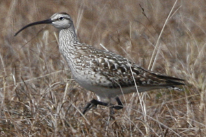 Bristle-thighed Curlew by Steve Bird.