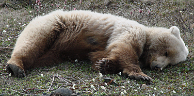 Grizzly cub sleeping by Gina Nichol.