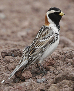 Lapland Longspur.  Photo by Steve Bird.