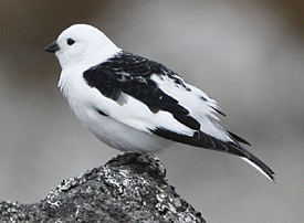 Snow Bunting by Steve Bird.