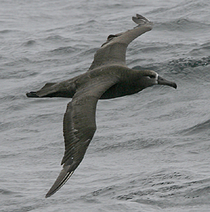 Black-footed Albatross by Steve Bird. 