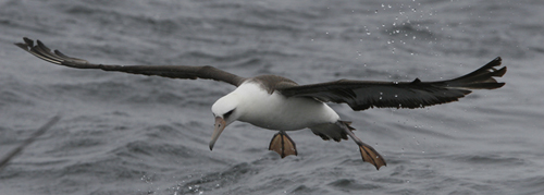 Laysan Albatross by Steve Bird.