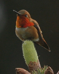 Rufous Hummingbird by Steve Bird. 