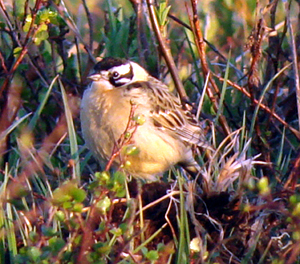 Smith's Longspur by Gina Nichol. 