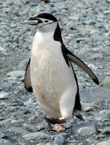 Chinstrap Penguin