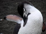 Chinstrap Penguin 