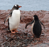 Gentoo with Chick