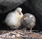 Snowy Sheathbill with Chick