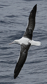 Southern Royal Albatross