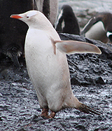 Leucistic Gentoo Penguin.  Photo by Gina Nichol.