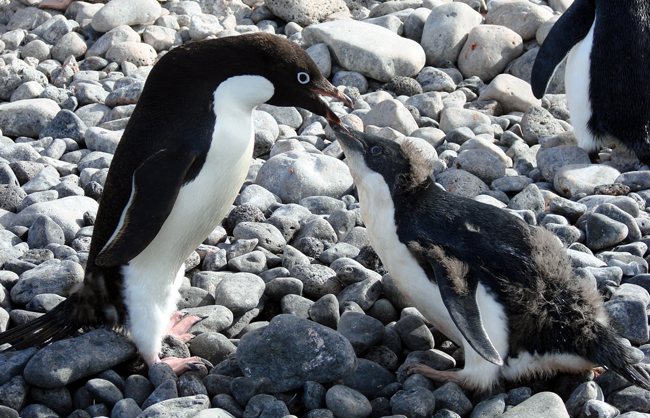 Antarctica / Adelie Penguin with Chick