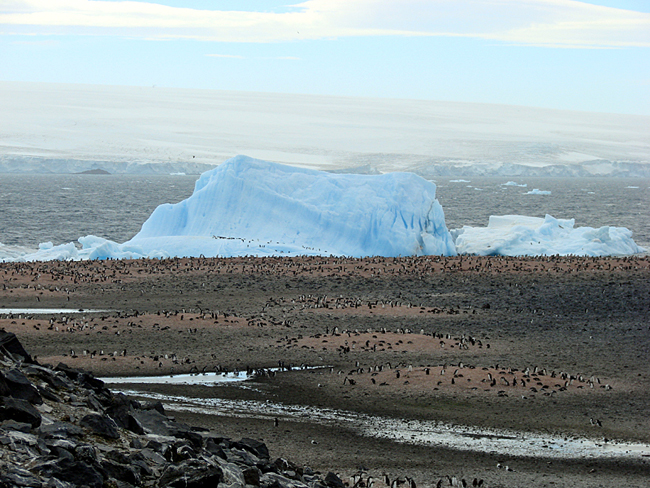 Antarctica / Adelie Penguin colony on Paulet Island 