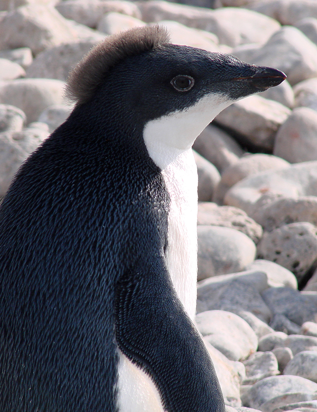 Antarctica / Adelie Penguin