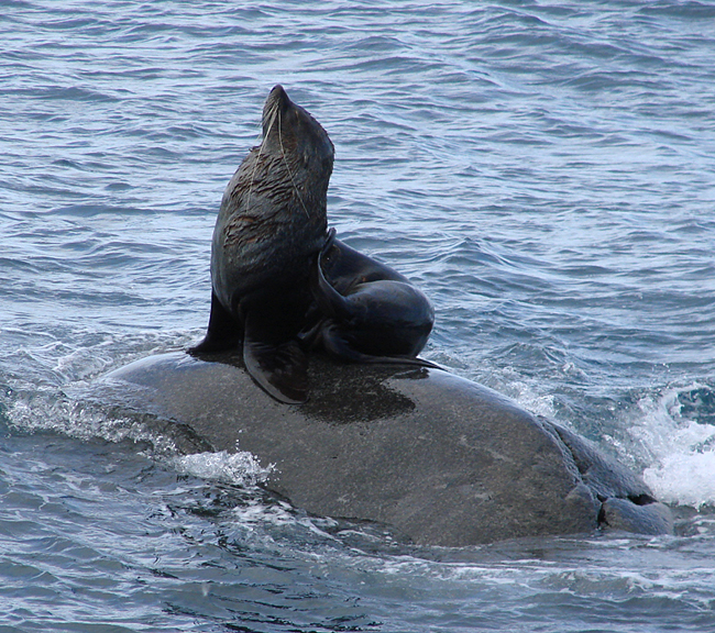 Antarctica / Antarctic Fur Seal 