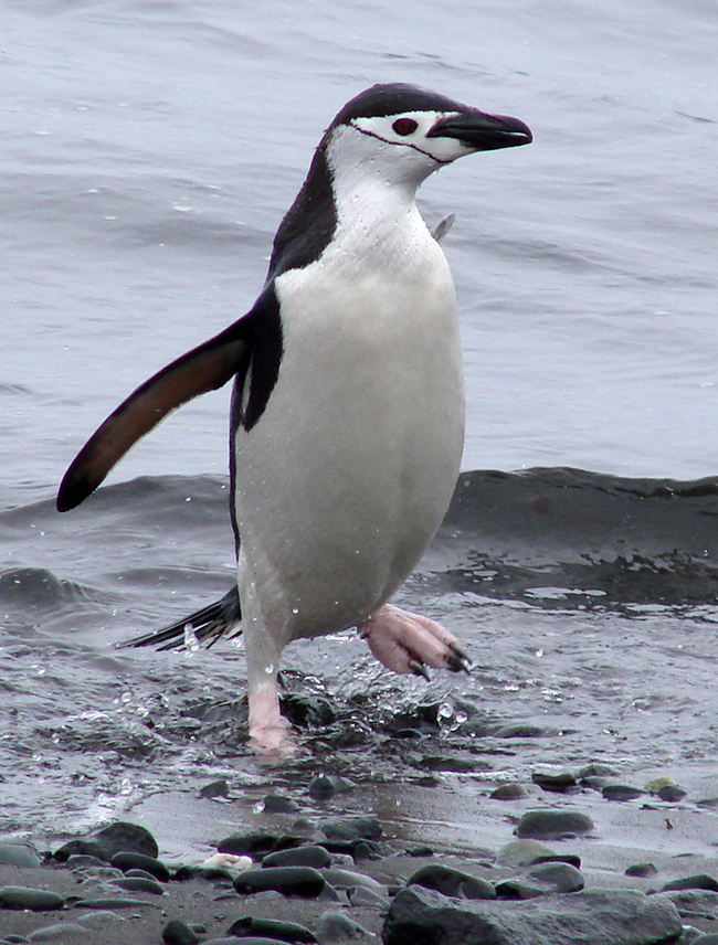 Antarctica / Chinstrap Penguin