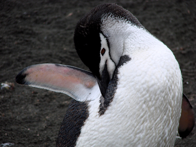 Antarctica / Chinstrap Penguin