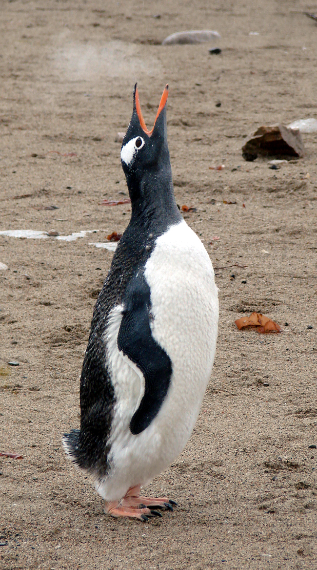 Antarctica / Gentoo Penguin 