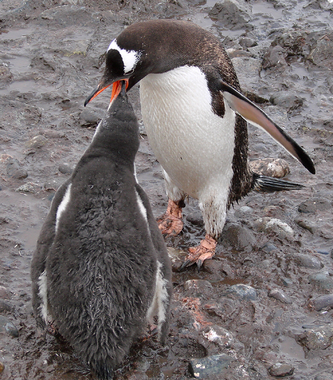 Antarctica / Gentoo Penguin feeding Chick