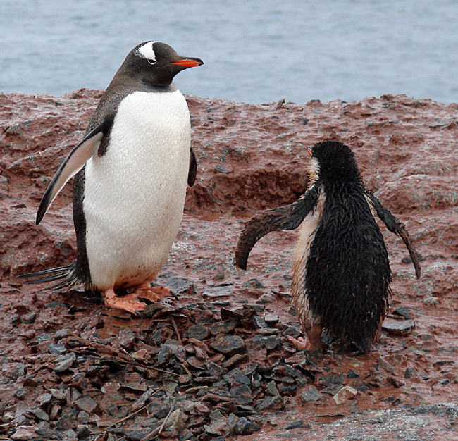 Antarctica / Gentoo Penguins