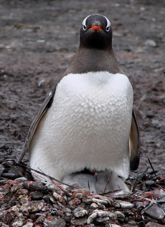 Antarctica / Gentoo Penguins