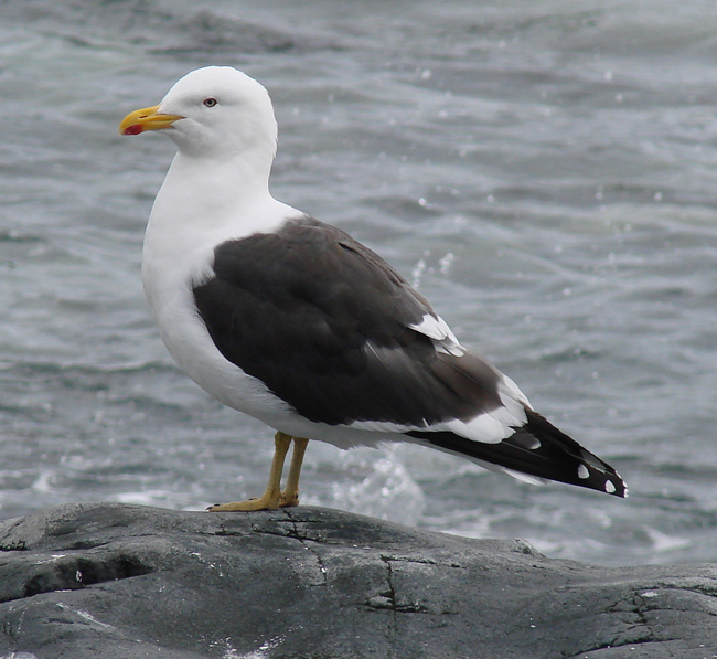 Antarctica / Kelp Gull 