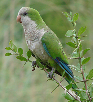 Monk Parakeet