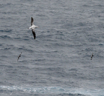 Wandering Albatross and Cape Petrels in the Drake Passage.  Photo by Gina Nichol.  