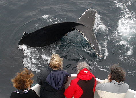 Humpback Whale.  Photo by Steve Bird.  