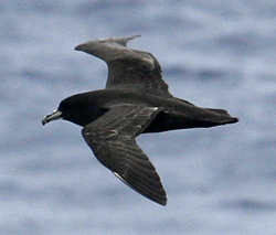 White-chinned Petrel.  Photo by Steve Bird.  