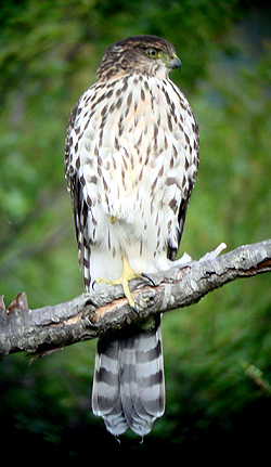 Chilean Hawk.  Photo by Gina Nichol. 