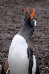 Gentoo Penguin