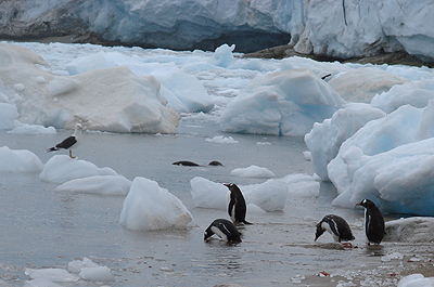 Gentoo Penguins in Neko Bay