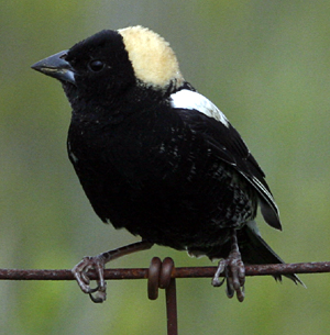 Bobolink